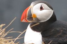 Private Day Trip To The Icelandic South Coast from Reykjavik