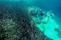 The Ultimate Rush: Moalboal Sardine Run and Kawasan Canyoneering