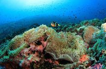 Moalboal Sardine Run and Kawasan Day Tour