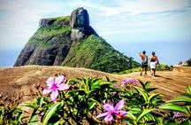 Tijuca Forest Half-Day Hike (Small Group or Private)