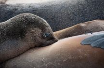 6 Days Galapagos Land Tour starting in San Cristobal Island including Santa Cruz