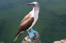 4-Day Galapagos Land Tour Visiting Isabela and Santa Cruz