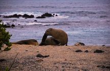 8 Day Galapagos Adventure in San Cristobal, Santa Cruz & Isabela