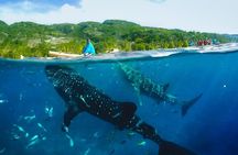 Oslob Whaleshark with Sumilon Island