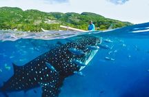 Whale Shark Encounter and Tumalog Waterfalls Tour