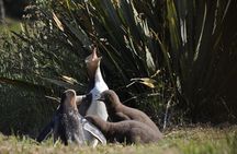 Iconic Wildlife Tour with Yellow Eyed Penguins & Royal Albatross