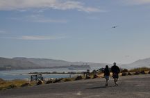 Iconic Wildlife Tour with Yellow Eyed Penguins & Royal Albatross