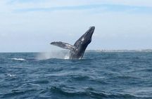 Whale Watching and Snorkeling in Marietas Islands National Park