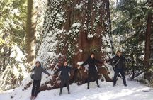 Off-Road Giant Sequoia 4x4 Tour