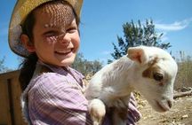 Full-Day Ranch Adventure and Horseback Riding Tour