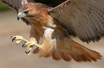 Medvednica Nature Park Falconry Tour from Zagreb