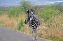 Pilanesberg National Park Full-Day Tour from Johannesburg