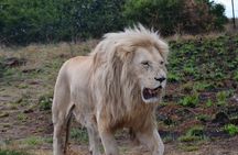 Rhino and Lion Park Guided Tour from Pretoria, THURSDAYS & SUNDAYS