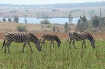 Rietvlei Nature Reserve Half-Day Tour from Johannesburg