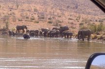 Pilanesberg National Park Day Tour from Pretoria, every SATURDAY