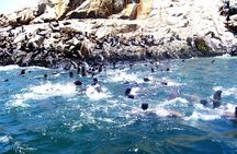 Lima: Palomino Islands Excursion & Swimming with Sea Lions with Hotel Transfers