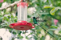Private Rockland Bird Sanctuary Tour from Montego Bay 
