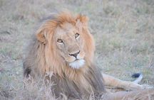 Half-Day Nairobi National Park Safari from Nairobi with Free Pickup