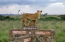 Nairobi National Park Guided Day Tour From Nairobi