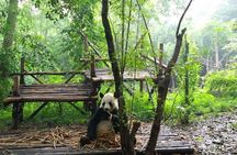 Private Tour of Chengdu Panda Center and Leshan Giant Buddha