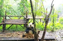 Chengdu Highlights Tour of Panda Base and Leshan Giant Buddha