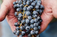 Private Wine Tour with Tastings from Eugene