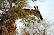 Overnight Kruger National Park Classic Camping Safari 