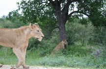 Full-Day Big 5 Safari from Hazyview