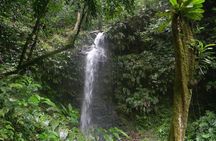 Full-Day Brownsberg Nature Park Tour