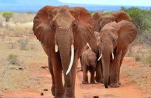6Days Amboseli, Lake Nakuru and Masai Mara Camping Safari on Jeep