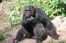 Ol Pejeta Conservancy and Chimpanzee Sanctuary Full-Day Tour from Nairobi