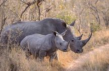 Ol Pejeta Conservancy and Chimpanzee Sanctuary Full-Day Tour from Nairobi