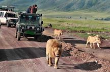 5Days Tanzania Camping Safari to Lake Manyara Serengeti And Ngorongoro Crater from Arusha