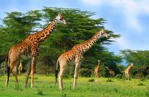 Nairobi Day Trip To Crescent Island Game Park - Lake Naivasha