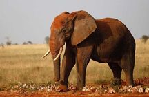 3-Days Tsavo West National Park Wildlife Safari From Nairobi