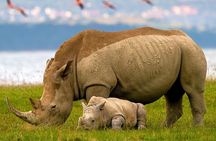 Lake Nakuru Day Trip From Nairobi