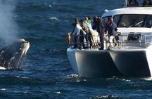 Full-Day Whale Watching and Wine Tasting Tour from Cape Town