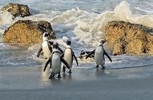 Cape Town to Cape Point Private Day Tour