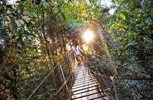 O'Reilly's Lamington and Tree Top Canopy Tour from Brisbane