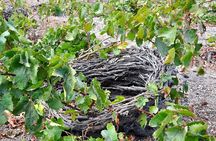 Santorini: 4hrs Small Group Wine Tasting and History Tour