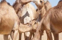 Private Tour : Al Ain City Sightseeing with Lunch from Dubai