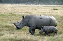 Day Trip to Lake Nakuru from Nairobi