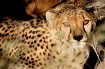10-Day Namibia Highlights Guided Tour from Windhoek