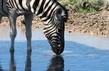 10-Day Namibia Highlights Guided Tour from Windhoek