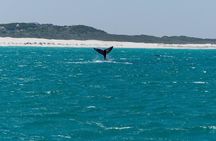 Whale Watching Tour from Cape Town