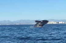 Whale Watching Tour from Cape Town