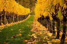 Blenheim Half day Wine Tour