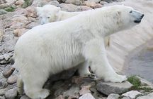 Ranua Zoo Family Tour from Rovaniemi