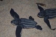 Matura Beach Turtle-Watching Experience