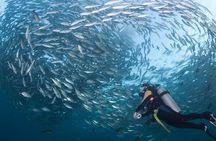 Tulamben Diving Tour Shipwreck USS Bali 